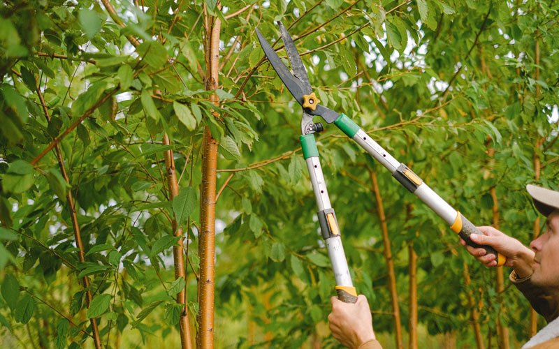 Tree trimming in Melville, NY
