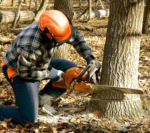 Tree Removal in Melville, NY